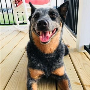 Meet your Posher, Brandi